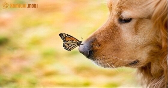 Tử vi ngày 16/4/2017 chủ nhật của 12 con giáp