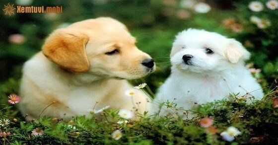 Tử vi ngày 18/4/2017 thứ 3 của 12 con giáp