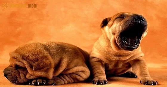 Tử vi ngày 20/4/2017 thứ 5 của 12 con giáp