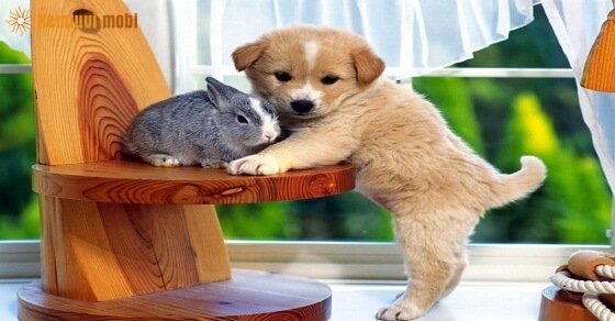 Tử vi ngày 21/4/2017 thứ 6 của 12 con giáp