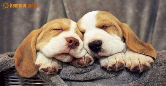 Tử vi ngày 22/4/2017 thứ 7 của 12 con giáp Tử vi ngày 22/4/2017 thứ 7 của 12 con giáp