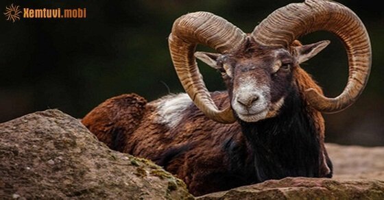 Tử vi ngày 23/4/2017 chủ nhật của 12 con giáp Tử vi ngày 23/4/2017 chủ nhật của 12 con giáp