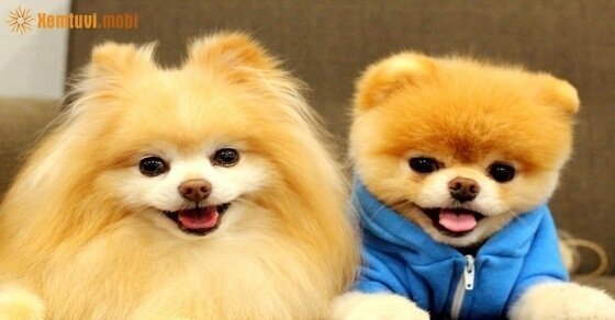 Tử vi ngày 27/4/2017 thứ 5 của 12 con giáp