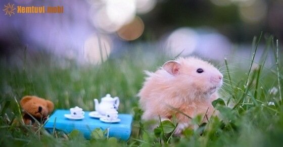 Tử vi ngày 9/4/2017 chủ nhật của 12 con giáp