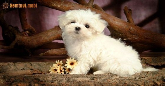 Tử vi ngày 1/6/2017 thứ 5 của 12 con giáp