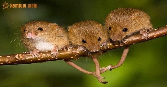 Tử vi ngày 11/5/2017 thứ 5 của 12 con giáp