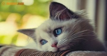 Xem bói tử vi ngày 14/5/2017 chủ nhật của 12 con giáp Xem bói tử vi ngày 14/5/2017 chủ nhật của 12 con giáp