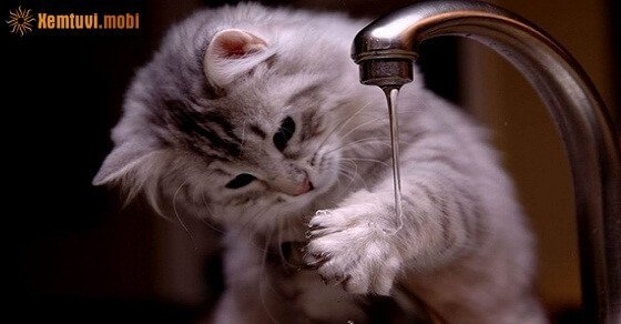 Tử vi ngày 16/5/2017 thứ 3 của 12 con giáp