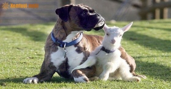 Tử vi ngày 24/5/2017 thứ 4 của 12 con giáp