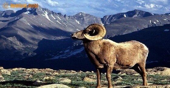 Tử vi ngày 25/5/2017 thứ 5 của 12 con giáp