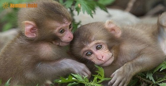 Tử vi ngày 27/5/2017 thứ 7 của 12 con giáp