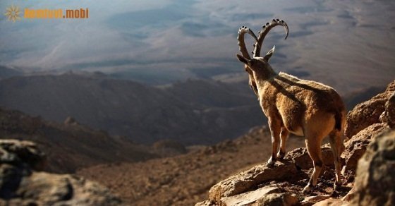 Tử vi ngày 28/5/2017 chủ nhật của 12 con giáp