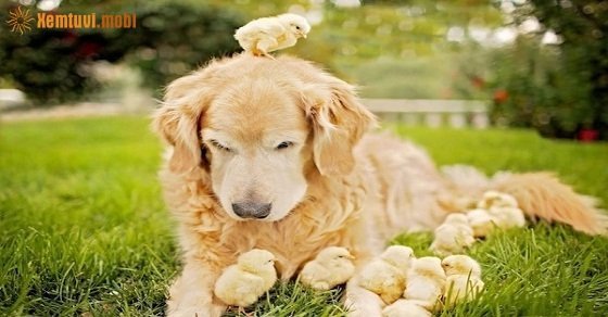 Tử vi ngày 29/5/2017 thứ 2 của 12 con giáp