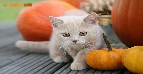 Tử vi ngày 3/5/2017 thứ 4 của 12 con giáp