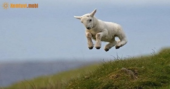 Tử vi ngày 31/5/2017 thứ 4 của 12 con giáp