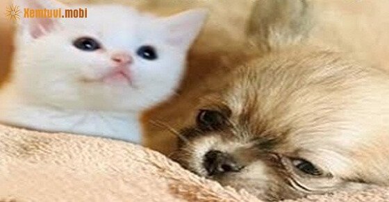 Tử vi ngày 4/5/2017 thứ 5 của 12 con giáp