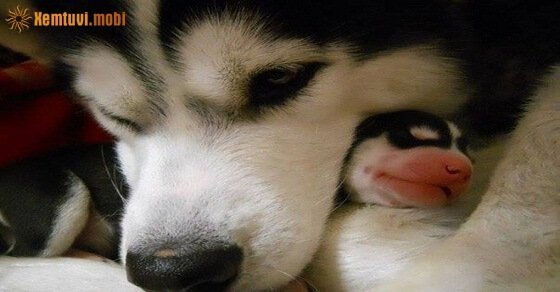 Tử vi ngày 5/5/2017 thứ 6 của 12 con giáp