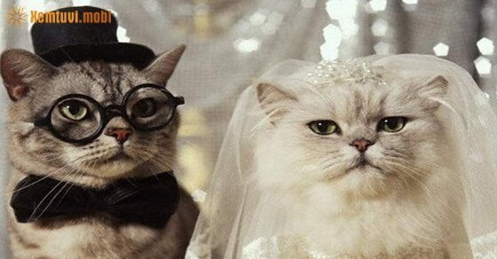 Tử vi ngày 6/5/2017 thứ 7 của 12 con giáp