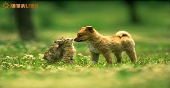 Tử vi ngày 8/5/2017 thứ 2 của 12 con giáp