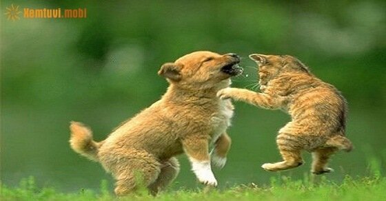 Tử vi ngày 9/5/2017 thứ 3 của 12 con giáp