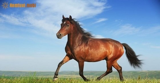 Tìm con số may mắn hôm nay cho tuổi Ngọ Tìm con số may mắn hôm nay cho tuổi Ngọ