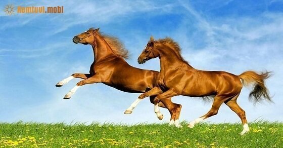 Tìm con số may mắn hôm nay cho tuổi Ngọ Tìm con số may mắn hôm nay cho tuổi Ngọ