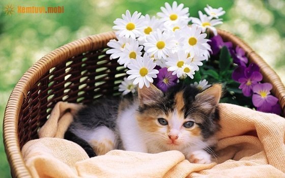 Tử vi ngày 28/6/2017 của 12 con giáp