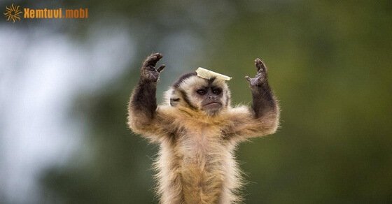 Tử vi ngày 12/6/2017 thứ 2 của 12 con giáp