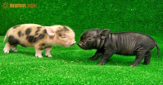 Tử vi ngày 2/6/2017 thứ 6 của 12 con giáp