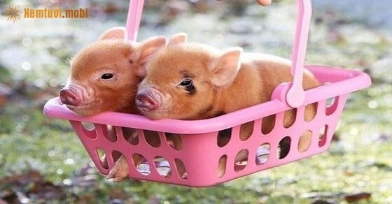 Tử vi ngày 4/6/2017 chủ nhật của 12 con giáp