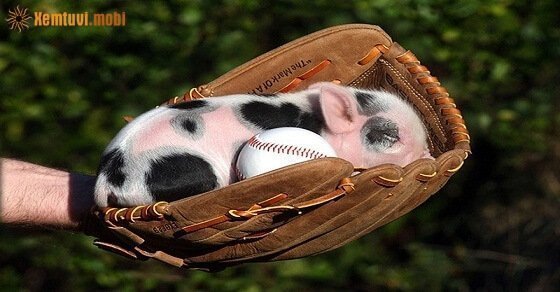 Tử vi ngày 5/6/2017 thứ 2 của 12 con giáp