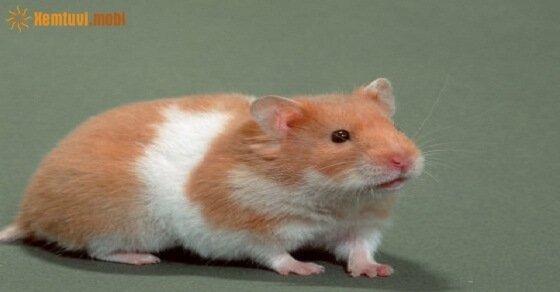 Tử vi ngày 6/6/2017 thứ 3 của 12 con giáp