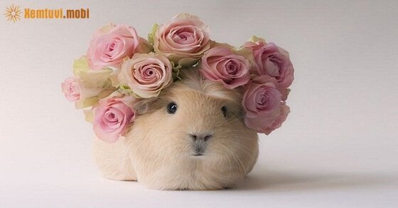 Tử vi ngày 7/6/2017 thứ 4 của 12 con giáp