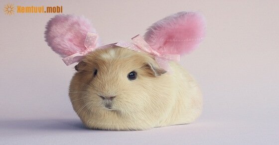 Tử vi ngày 8/6/2017 thứ 5 của 12 con giáp