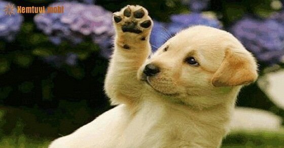 Tử vi ngày 9/6/2017 thứ 6 của 12 con giáp