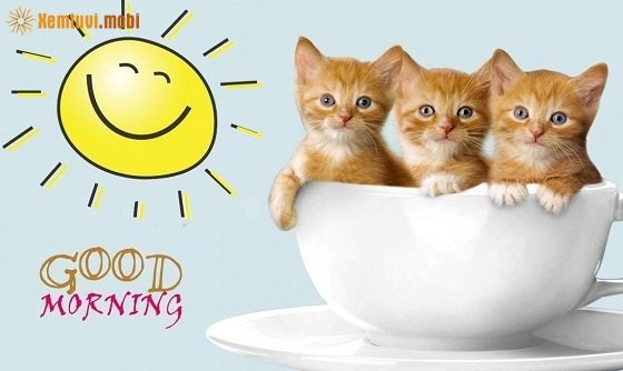 Tử vi ngày 23/6/2017 thứ 6 của 12 con giáp