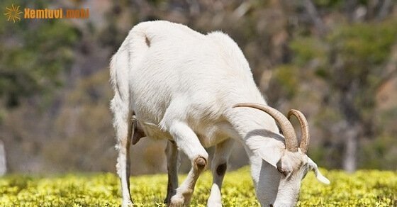 Tìm con số may mắn hôm nay cho tuổi Mùi