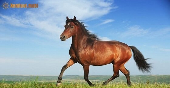 Tìm con số may mắn hôm nay cho tuổi Ngọ