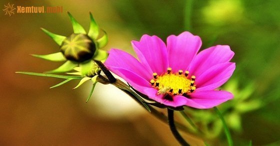 Bói tử vi ngày 17/7/2017 thứ 2 của 12 con giáp