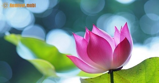 Bói tử vi ngày 02/08/2017 thứ 4 của 12 con giáp