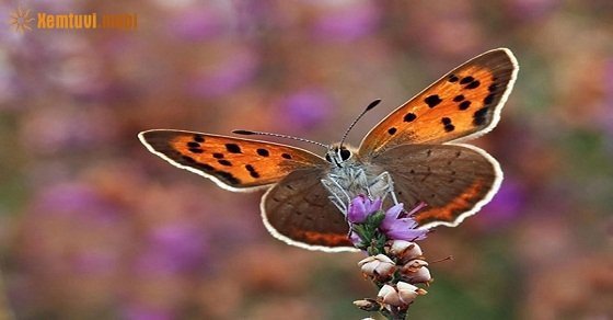 Tử vi ngày 20/7/2017 thứ 5 của 12 con giáp