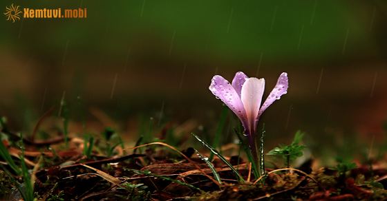 Tử vi ngày 17/8/2017 thứ 5 của 12 con giáp