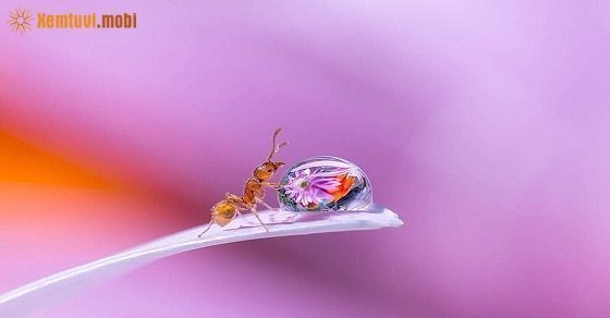 Tử vi ngày 26/8/2017 thứ 7 của 12 con giáp