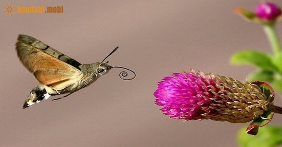 Tử vi ngày 1/9/2017 thứ 6 của 12 con giáp