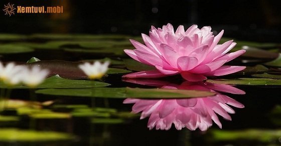 Bói tử vi ngày 17/8/2017 thứ 5 của 12 con giáp