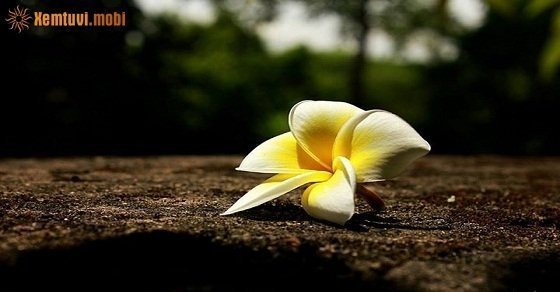 Tử vi ngày 28/8/2017 thứ 2 của 12 con giáp