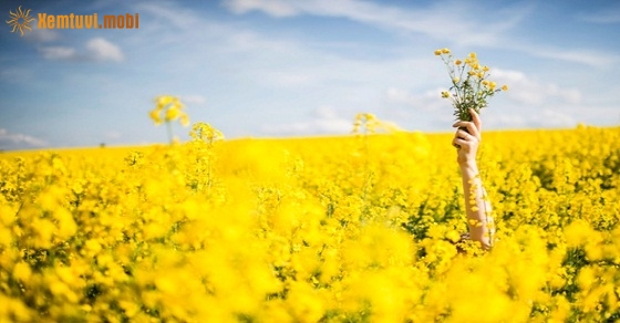 Bói tử vi ngày 28/8/2017 thứ 2 của 12 cung hoàng đạo