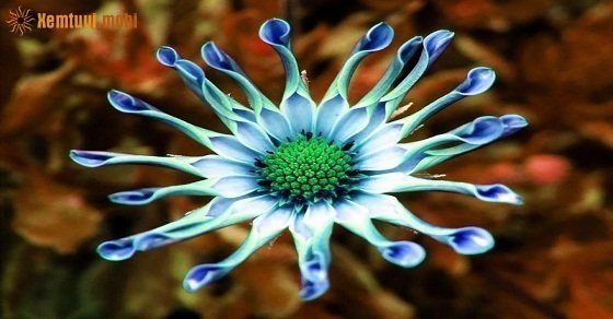 Bói tử vi ngày 8/8/2017 thứ 3 của 12 con giáp