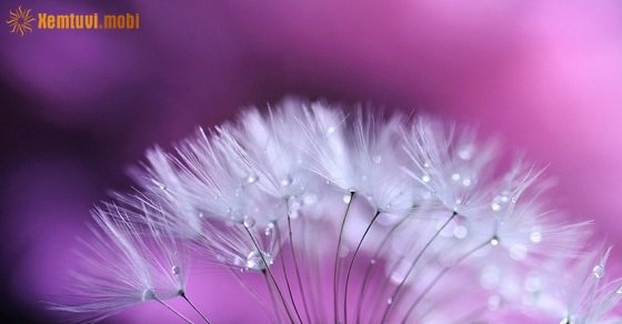 Tử vi ngày 6/9/2017 thứ 4 của 12 con giáp