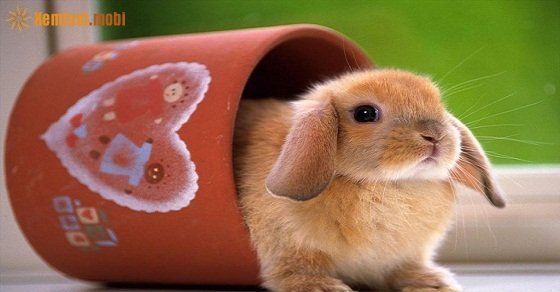 Bói tử vi 12 con giáp ngày 27/9/2017 thứ 4 của bạn Bói tử vi 12 con giáp ngày 27/9/2017 thứ 4 của bạn